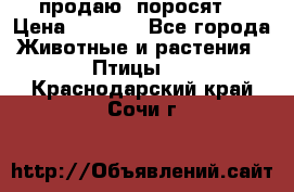 продаю  поросят  › Цена ­ 1 000 - Все города Животные и растения » Птицы   . Краснодарский край,Сочи г.